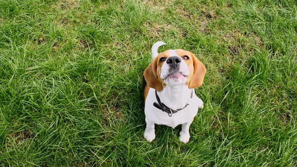 Dog Beagle Sitting at Grass in a Green Park and Barks