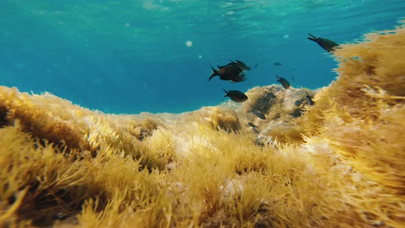 Fish Swim Among the Rocks Under the Ocean