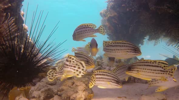 Shoal of Sweetlips Fish