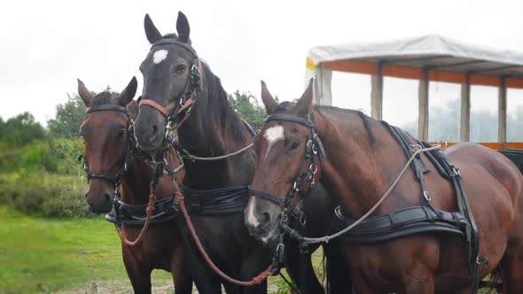 horses in front of covered wagon