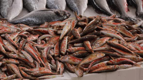 Fresh Mullus Fish On Display On Ice On Fishermen Market Store Shop