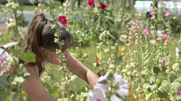 Woman pulling seeds out of Hollyhock flowers