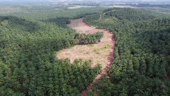 Aerial view land clearing during hot sunny day