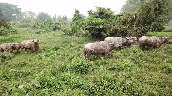 Domestic buffaloes walk at green bush and look at camera 
