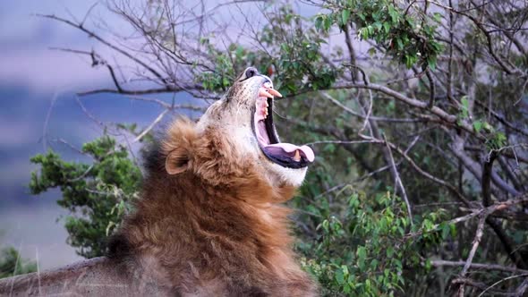 Male Lion Yawning In Slow Motion
