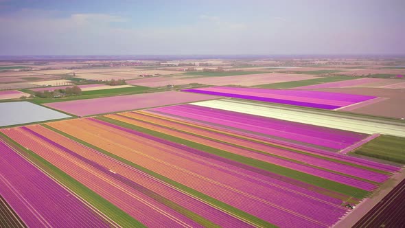 Drone flies over colorful tulip fields on a sunny day in the Netherlands