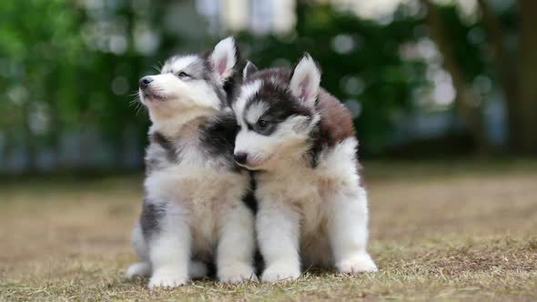 Two Siberian Husky Puppies Sitting In The Park