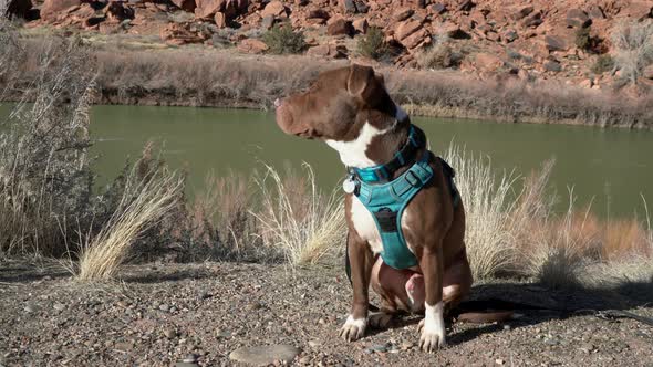 Red nose pit bull dog in a harness is sitting, looking around and sniffing 