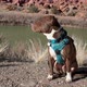 Red nose pit bull dog in a harness is sitting, looking around and sniffing  - VideoHive Item for Sale