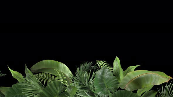 Tropical Plants Moving in the Wind in a Loop Animation with Alpha Channel