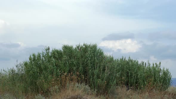 View of agricultural field with tall grass in windy weather at summer