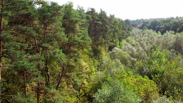 Pine trees and deciduous forest