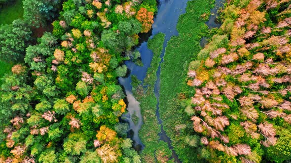 Autumn forest and river. Aerial view of autumn wildlife, Poland