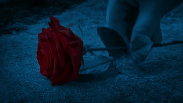 Red Rose Placed On Stone In The Dark