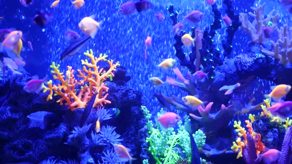 Colorful Vivid Fishes Glow, Violet Aquarium Under Ultraviolet Uv Light. Purple Fluorescent Tropical