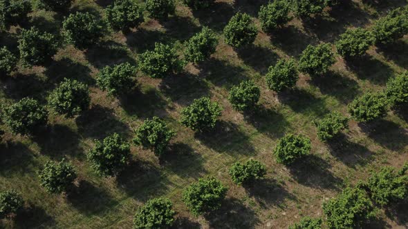 Hazelnut trees agriculture cultivation field aerial view