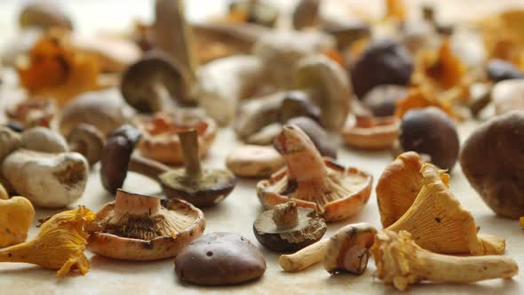 Autumn Fall Composition. Various Kinds of Forest Raw Mushrooms on Rustic Table