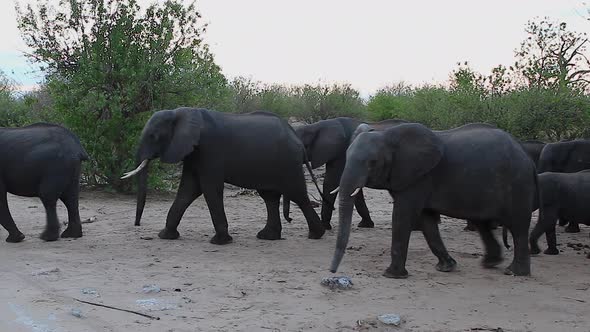 A herd of young and old African Bush Elephants walk past in the sand