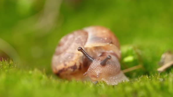 Close-up of a Snail Slowly Creeping in the Sunset Sunlight