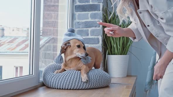 Caucasian Woman in Cozy Bedroom is Trying to Put a Taken Winter Hat on Her Little Brown Dachshund