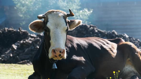 Cow Lies on the Lawn and Looks Into the Camera and Exhales Steam From Nostrils