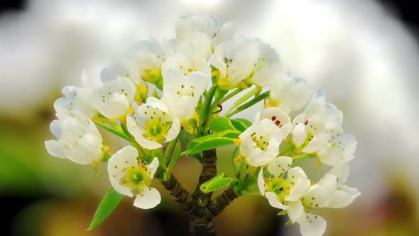 Pear Blossom Timelapse on Black