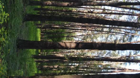 Vertical Video of a Forest with Pine Trees