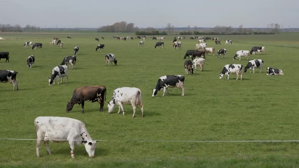 Black and white cows in the meadow grazing and looking around