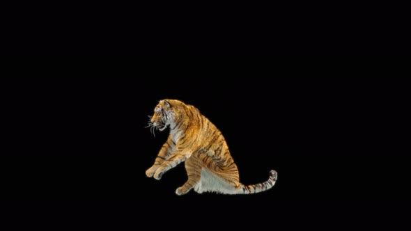 75 Tiger Standing Magic Attack 4K