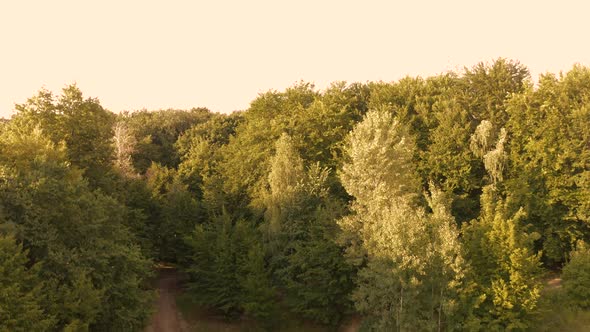 View From a Dron Rising in a Forest
