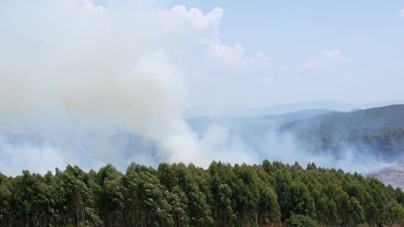 Thick Smoke Above Forest. Bushfire Fumes and Dangeours Fire in African Savanna, Full Frame Wide View