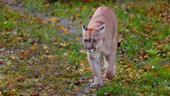 Beautiful Puma in Autumn Forest