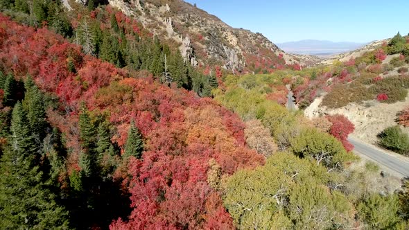 Flying over tree tops during Fall flying down canyon