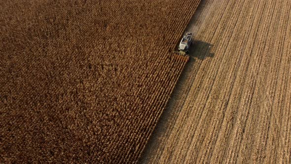 Aerial Drone View Flight Over Combine Harvester That Reaps Dry Corn in Field