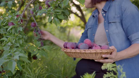 Closeup of Woman's Hand Picking Ripe Plums From Tree in Basket