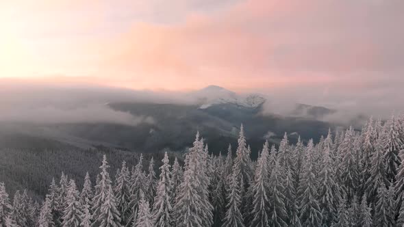 Aerial Drone Flying Above Winter Forest in Mountain Valley at Sunrise