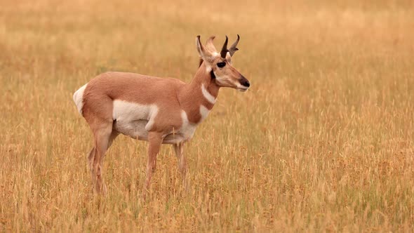 Pronghorn in Yellowstone National Park