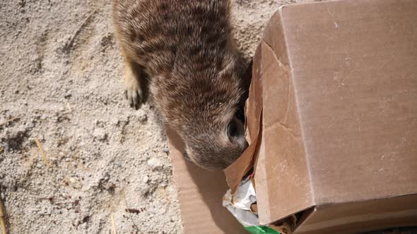 Close up shot of rude Meerkat digging after food in cardboard box outdoors in nature