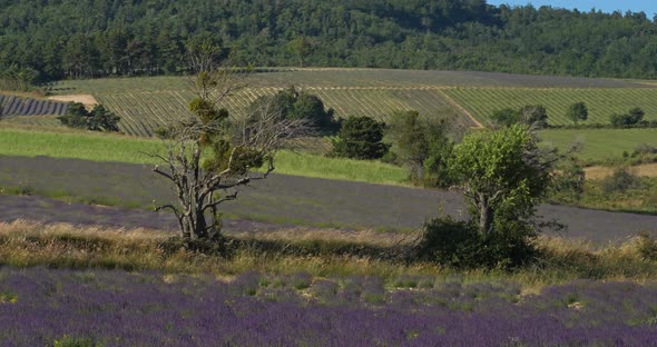 Field of lavenders,Ferrassieres, Provence, France