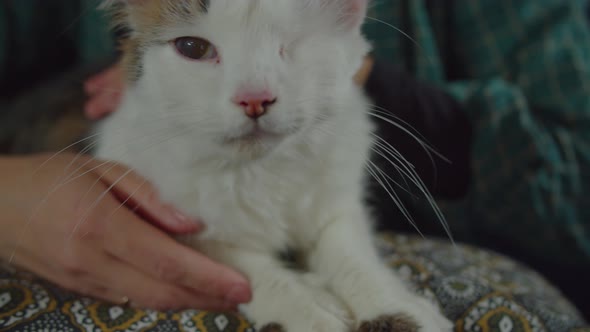 Relaxed One Eyed Cat Purring and Kneading on Pillow