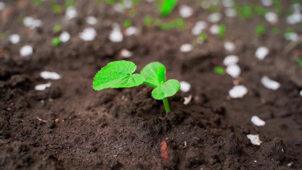 Parallax Around Young Green Leaves of Zucchini in Vegetable Garden Close Up