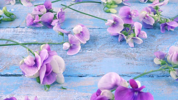 Colorful summer garden flowers: lilac sweet pea on the vintage wooden light blue background.