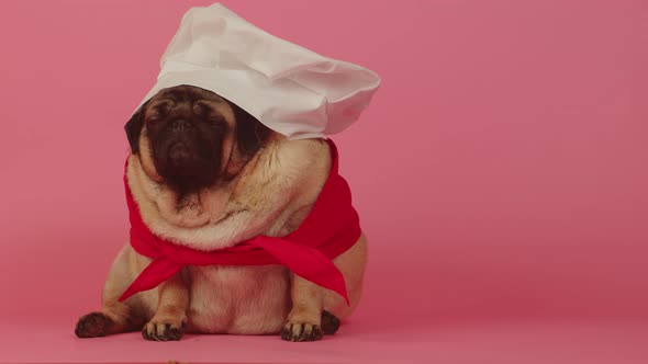 Very Thick Pug Dressed As a Chef