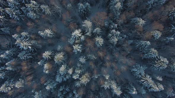 Winter Forest. Aerial Top-Down View