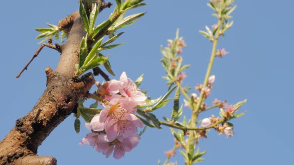 Prunus persica tree flowers in front of blue sky natural 4K 3840X2160 UltraHD footage - Peach fruit 