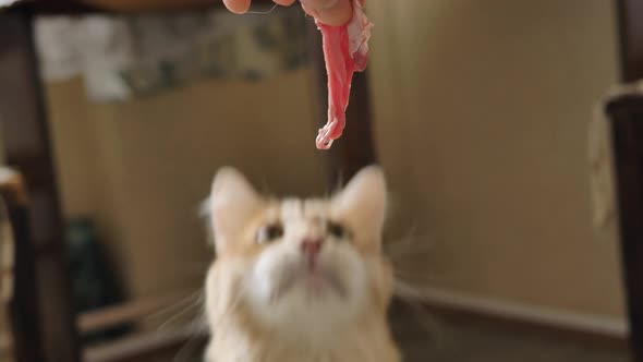 Woman Feeds Playful Hungry Fluffy Ginger Cat with Meat Slice