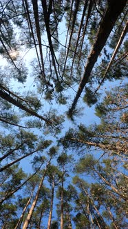 Vertical Video of the Forest Landscape Slow Motion