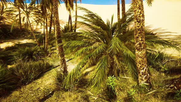 Palm Trees and the Sand Dunes in Oasis
