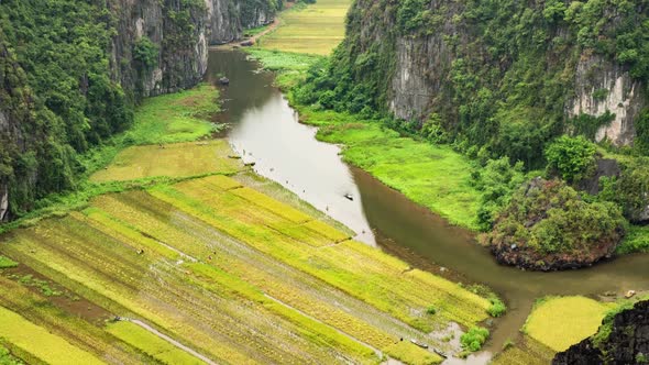 Rice Paddies In Vietnam