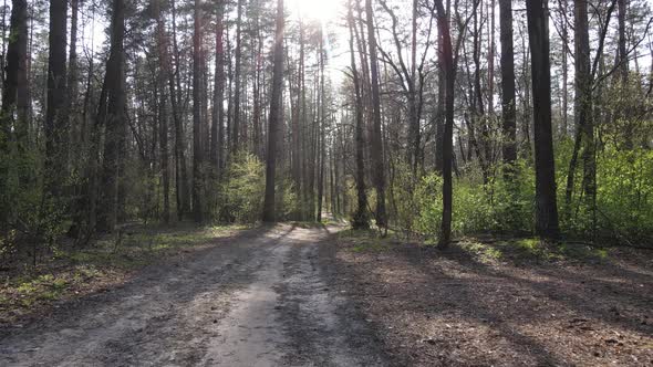 Road in the Forest During the Day Slow Motion